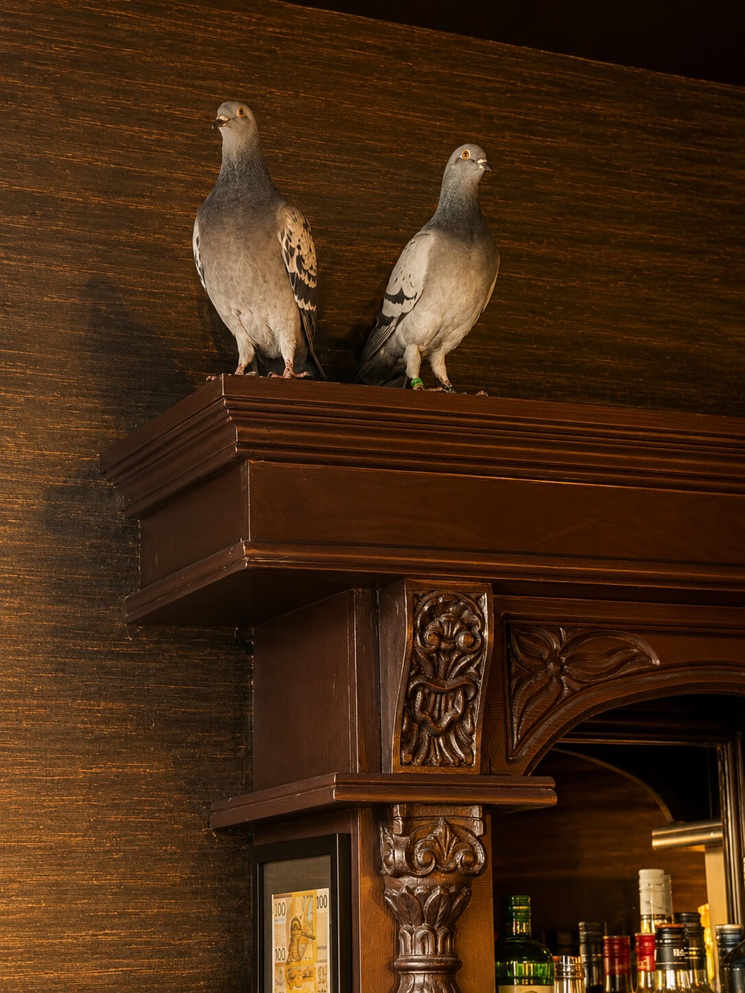 Twee duiven staan op een sierlijk houten schap in een warme, klassieke baromgeving met flessen op de achtergrond.
